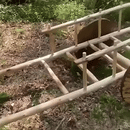 Burghiu manual mare, 168 x 24 mm pentru gauri usoare in lemn-2