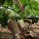 Unealta pentru legat plante, scula pt. legare cu banda plante (legatoare plante)-5