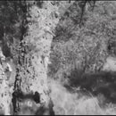 Fierastrau de mana sau buzunar, portabil, cu lant de drujba, 60cm-3